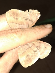 Saturniidae