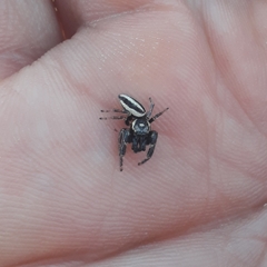 Dendryphantes