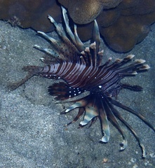 Pterois miles