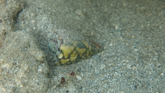 Conus marmoreus