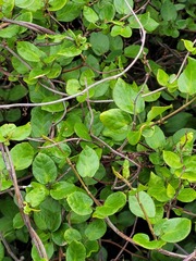 Muehlenbeckia australis