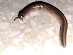 Anadenobolus monilicornis
