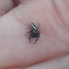 Dendryphantes