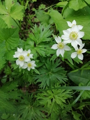 Anemonastrum