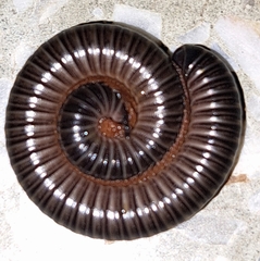 Anadenobolus monilicornis