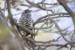 Chrysococcyx lucidus