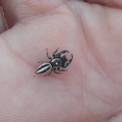 Dendryphantes