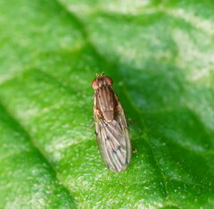 Heleomyzidae