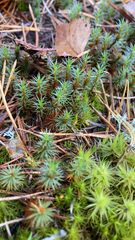 Polytrichum juniperinum