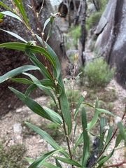 Hakea eriantha