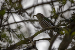 Chrysococcyx lucidus