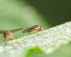 Heleomyzidae