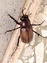 Cyclocephala melanocephala