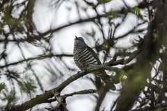 Chrysococcyx lucidus