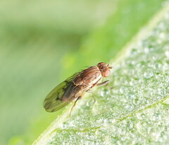 Heleomyzidae