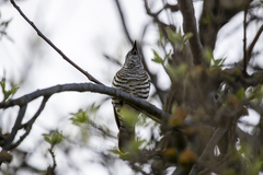 Chrysococcyx lucidus
