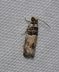 Epinotia thapsiana