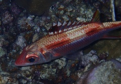 Neoniphon sammara