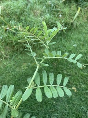 Vicia sativa