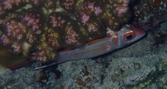 Neoniphon sammara