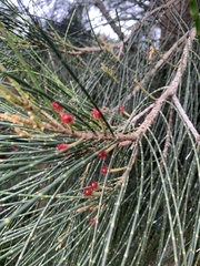 Casuarina glauca