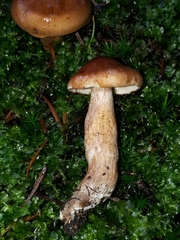 Tricholoma fulvum