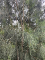 Casuarina glauca