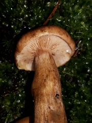Tricholoma fulvum