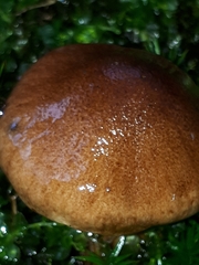 Tricholoma fulvum