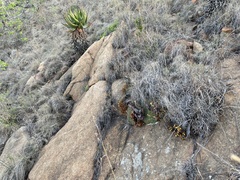 Crassula nudicaulis