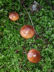 Tricholoma fulvum