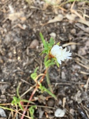 Lampranthus