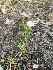 Lampranthus