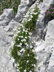 Arenaria gracilis