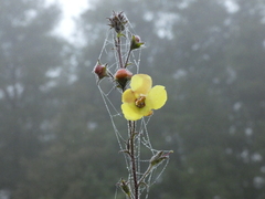 Verbascum blattaria