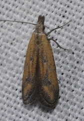 Mesophleps trinotella
