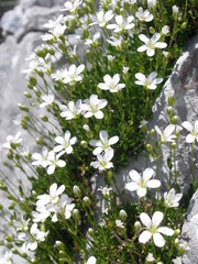 Arenaria gracilis