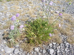 Knautia pectinata