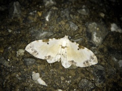Tyloptera bella bella