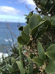 Melicytus chathamicus
