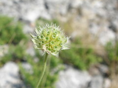 Knautia pectinata