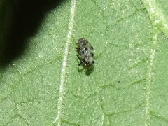 Olla v-nigrum