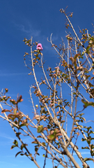 Lagerstroemia indica