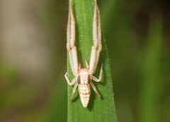 Runcinia acuminata