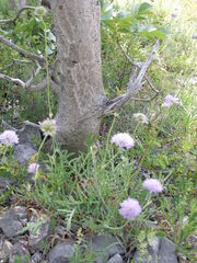 Knautia pectinata