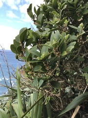 Melicytus chathamicus