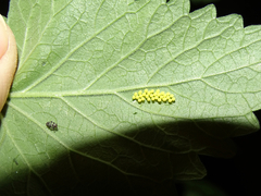 Olla v-nigrum