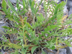 Knautia pectinata