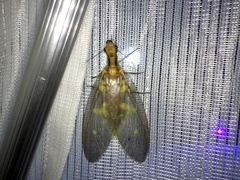 Protohermes grandis