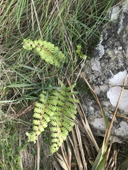 Polystichum